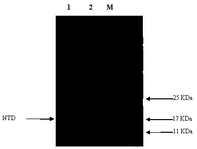 Method for preparing 2'-deoxyadenosine pure product by utilizing enzyme catalysis