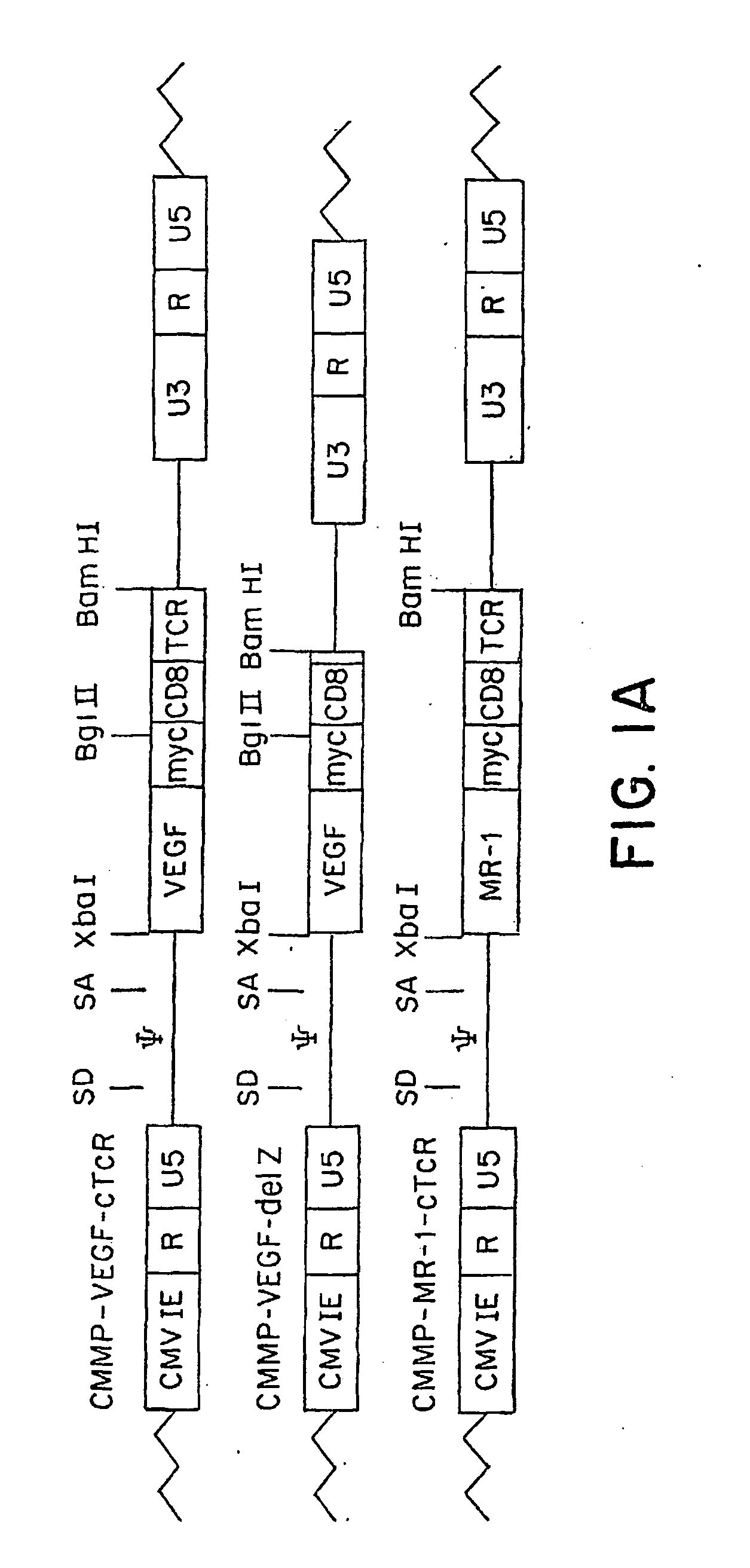 Modified t lymphocytes and uses therefor