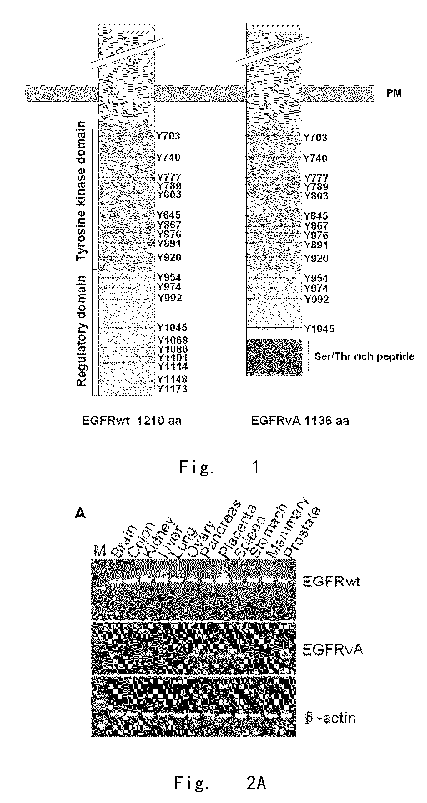 Epidermal growth factor receptor variants and pharmaceutical compositions thereof