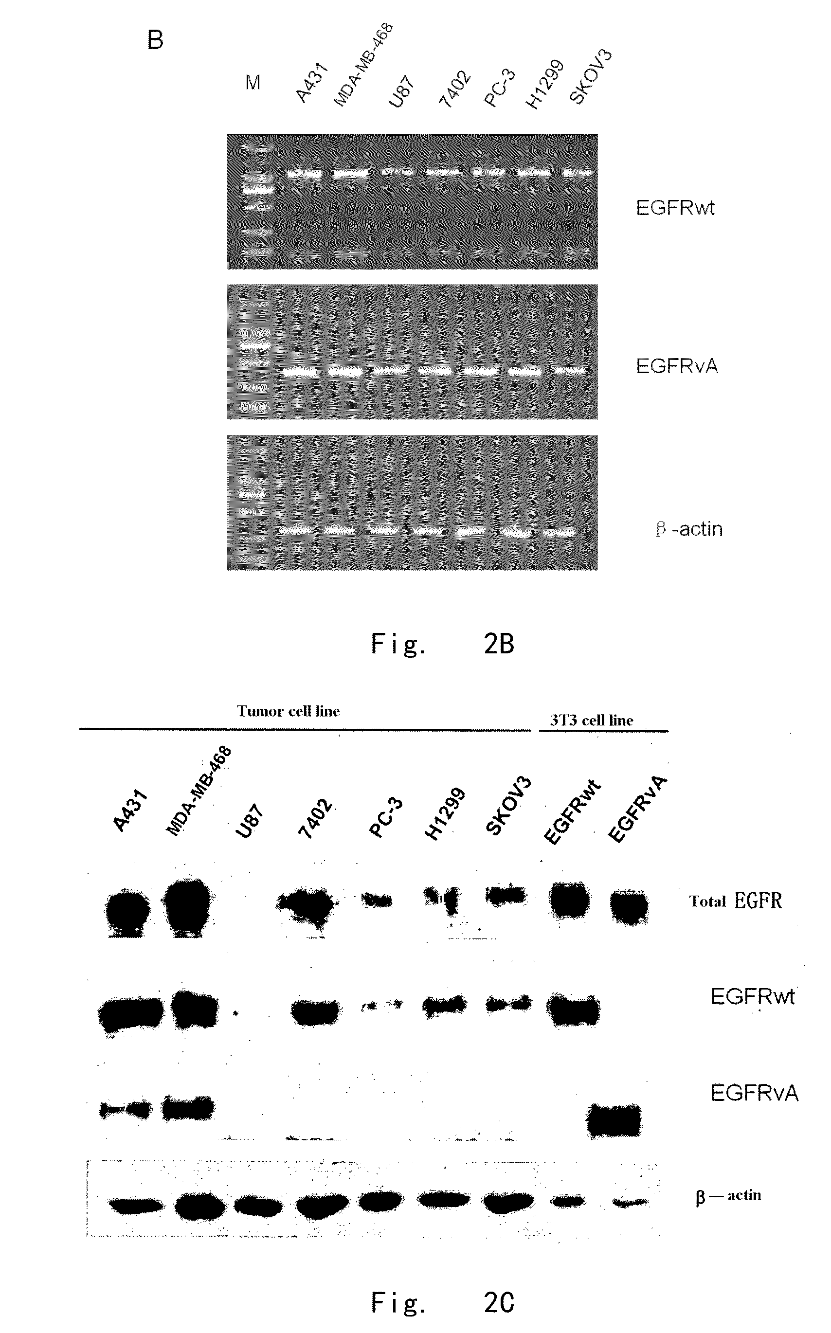 Epidermal growth factor receptor variants and pharmaceutical compositions thereof