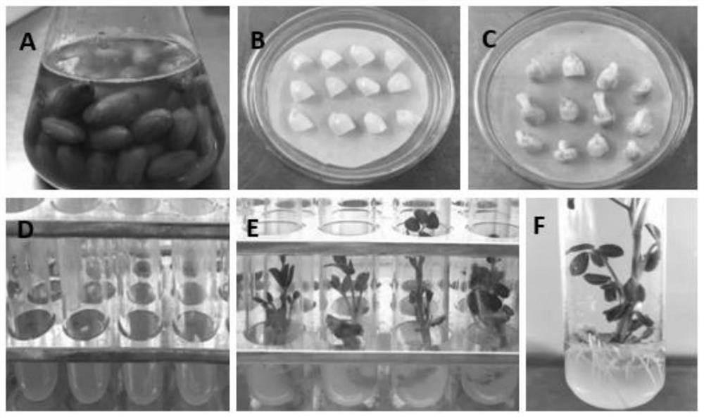 A method for rapid genetic transformation of peanut mediated by Agrobacterium