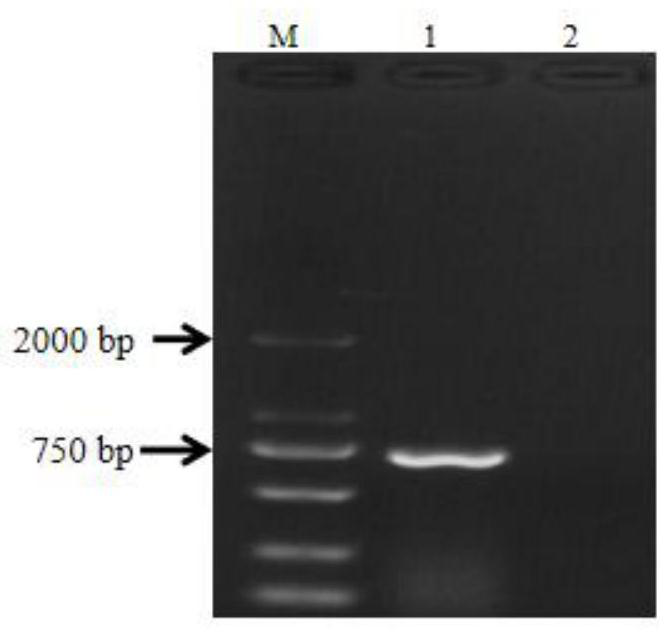 A method for rapid genetic transformation of peanut mediated by Agrobacterium