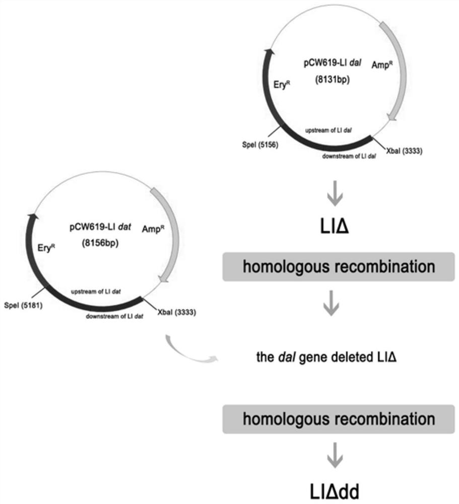 A balanced lethal system, construction method and application of Listeria ovis