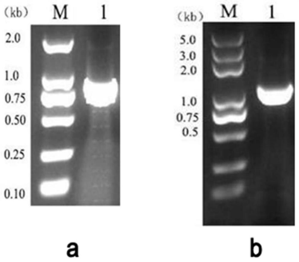 A balanced lethal system, construction method and application of Listeria ovis