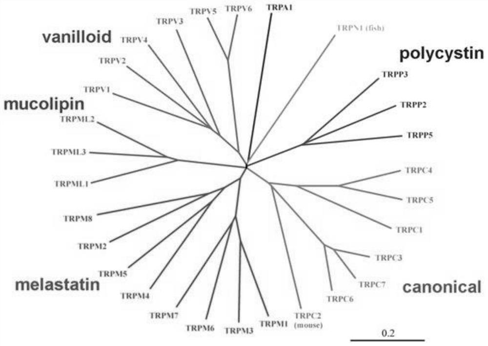 Method for screening medicine for relieving morphine tolerance