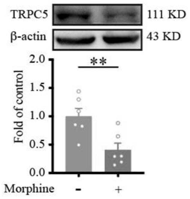 Method for screening medicine for relieving morphine tolerance