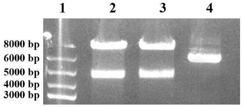 Recombinant protein G3P20-31, and preparation method and application thereof