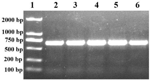 Recombinant protein G3P20-31, and preparation method and application thereof