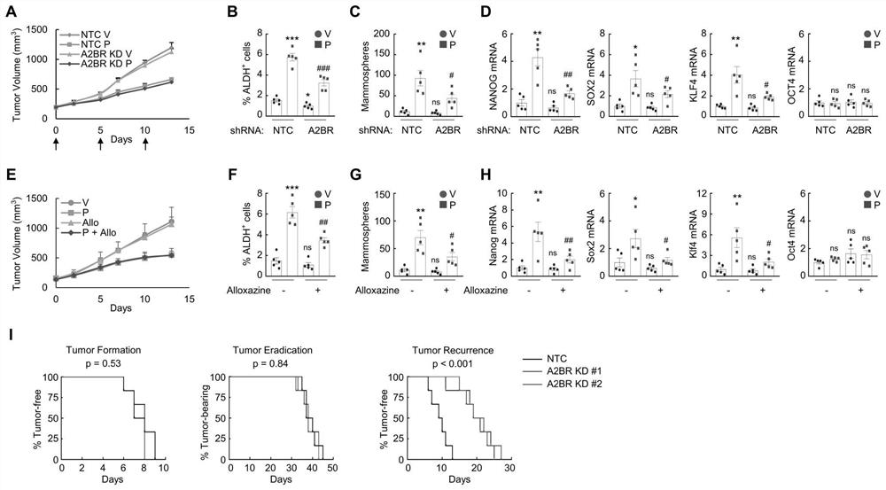 Application of targeted A2BR combined chemotherapy in treatment of triple negative breast cancer