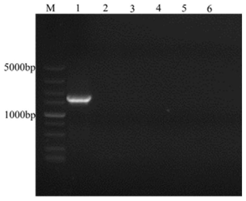 Application of Magnaporthe grisea gene mormd1 in regulating the pathogenicity of Magnaporthe grisea