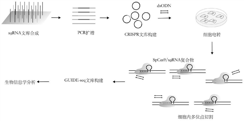 Accurate method capable of carrying out in-vivo target activity evaluation and off-target detection in batches