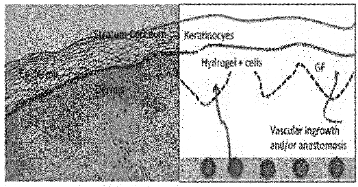 Transparent hydrogel and method of making the same from functionalized natural polymers