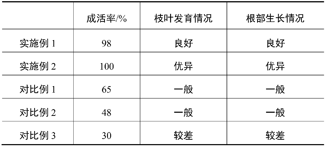 Method for improving survival rate of transplanted big osmanthus trees in summer