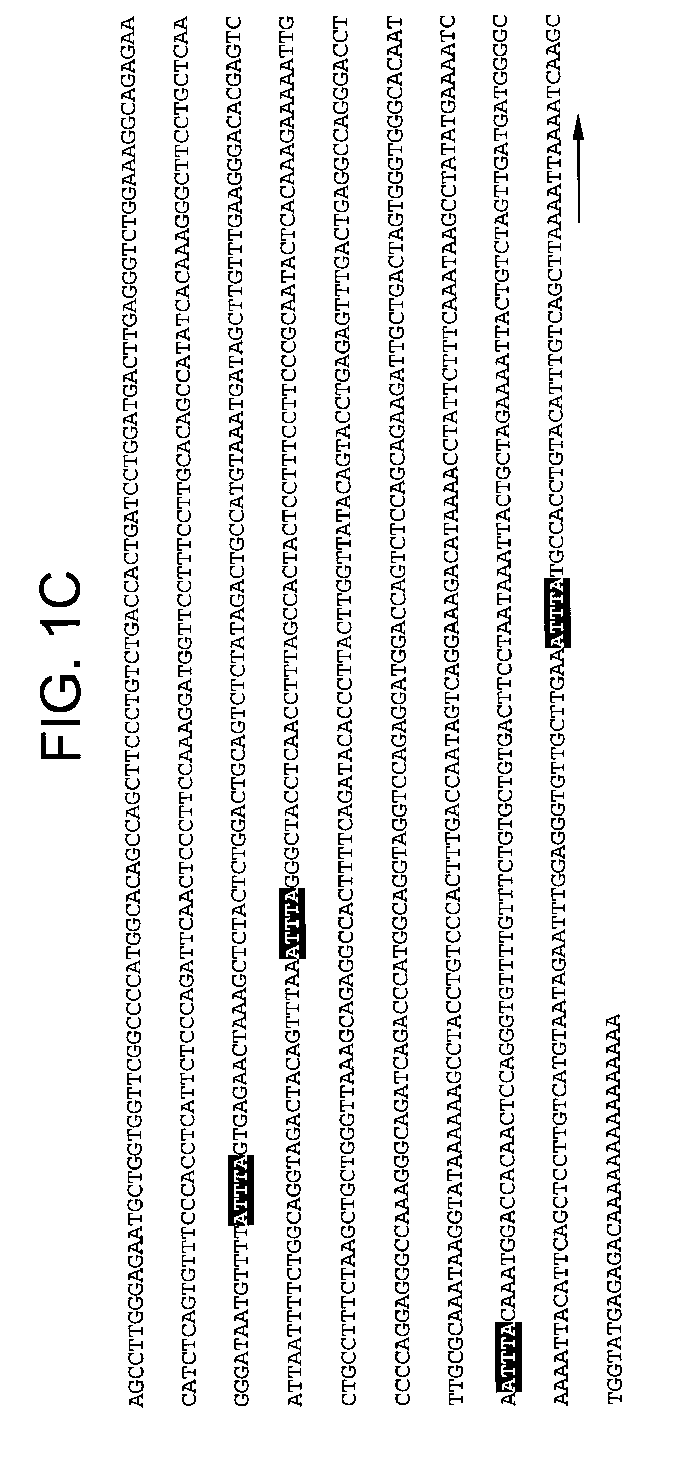 pDJA1, a cardiac specific gene, corresponding proteins, and uses thereof