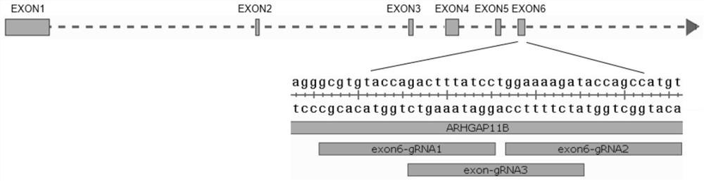 Construction method and application of ARHGAP11B gene deleted iPSC cell line