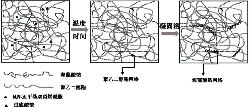 Calcium alginate/polyethylene glycol ester double network phase change energy storage fiber and preparation method thereof