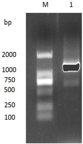 Nanometer antibody resisting to rabies virus G protein and application of nanometer antibody