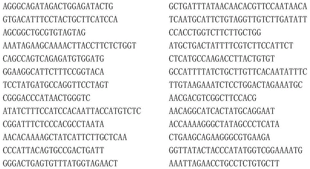 Primer composition for lysosomal disease gene screening and kit using the same