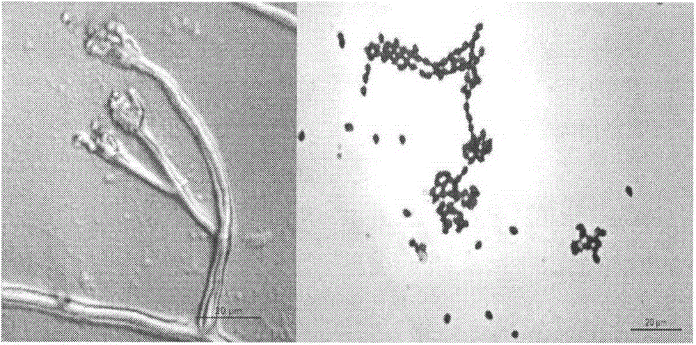 A Penicillium simplex capable of biosynthesizing 1,2-dihydrotestolactone (testololactone) and its synthetic method