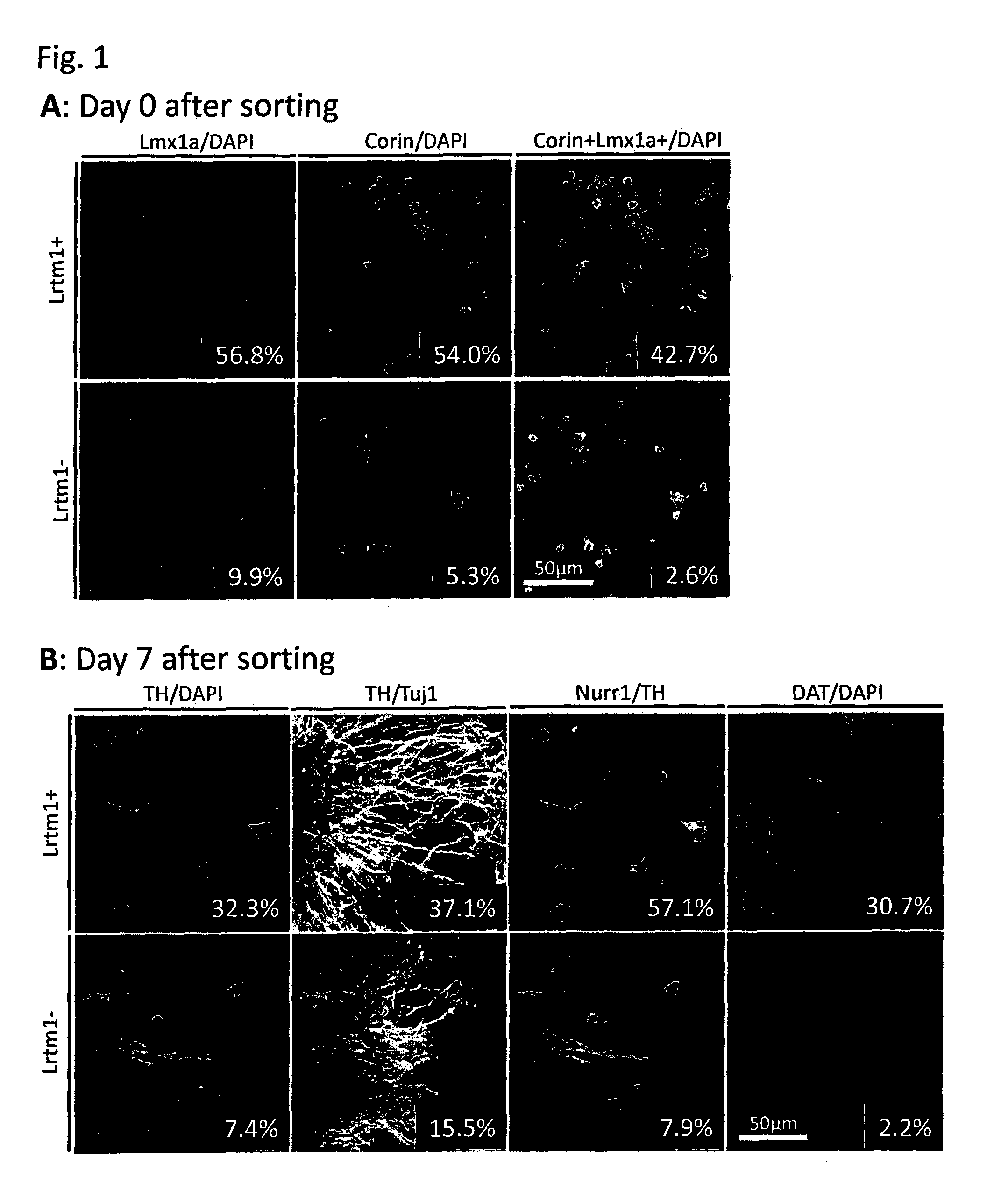 Markers for dopaminergic neuron progenitor cells