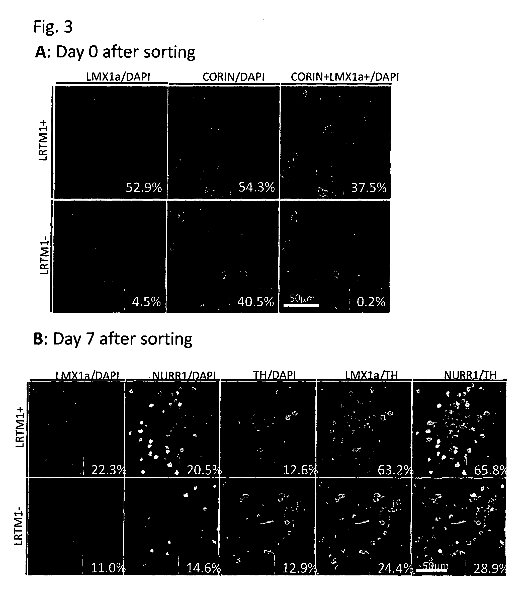 Markers for dopaminergic neuron progenitor cells