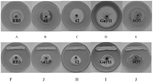 An endophytic actinomycete osilf-2 strain against rice blast fungus in vitro