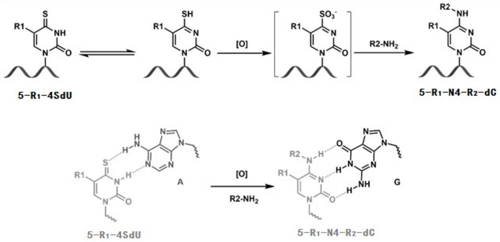 Nucleic acid metabolism marker detection method based on 4-thio-nucleoside oxidative aminolysis reaction and sequencing technology