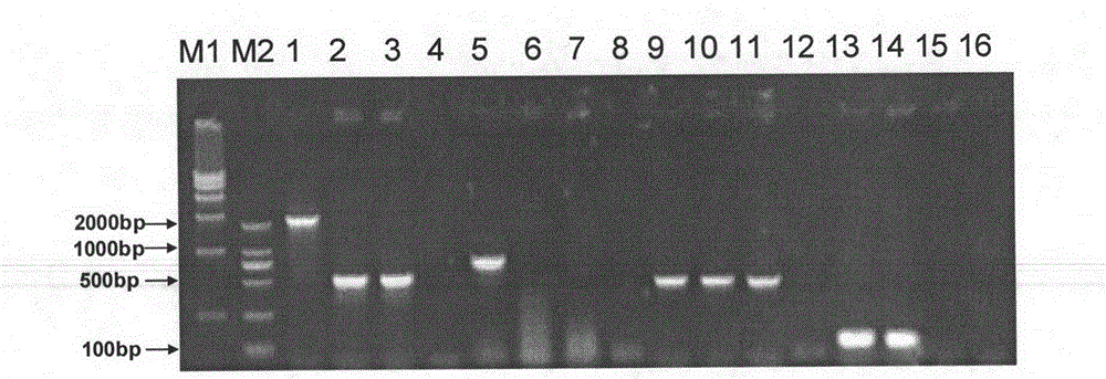 Streptococcus suis Serotype 2 (SS2 for short) double-gene deleted live vaccine and its application