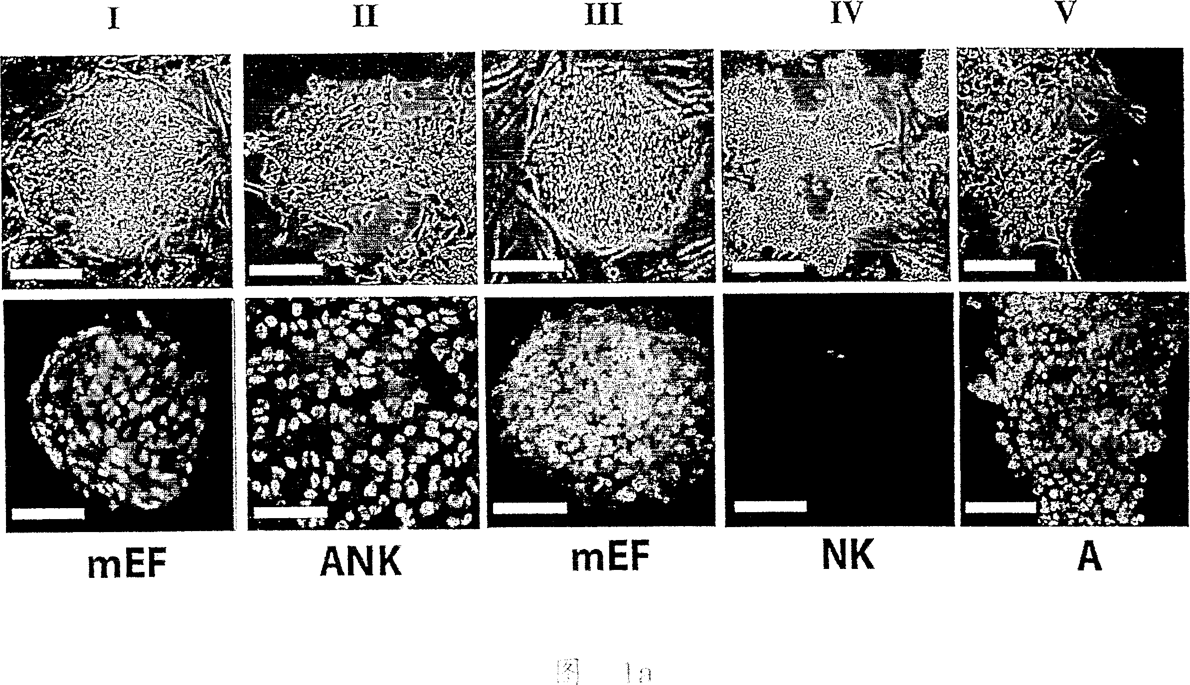 Compositions and methods for growth of embryonic stem cells