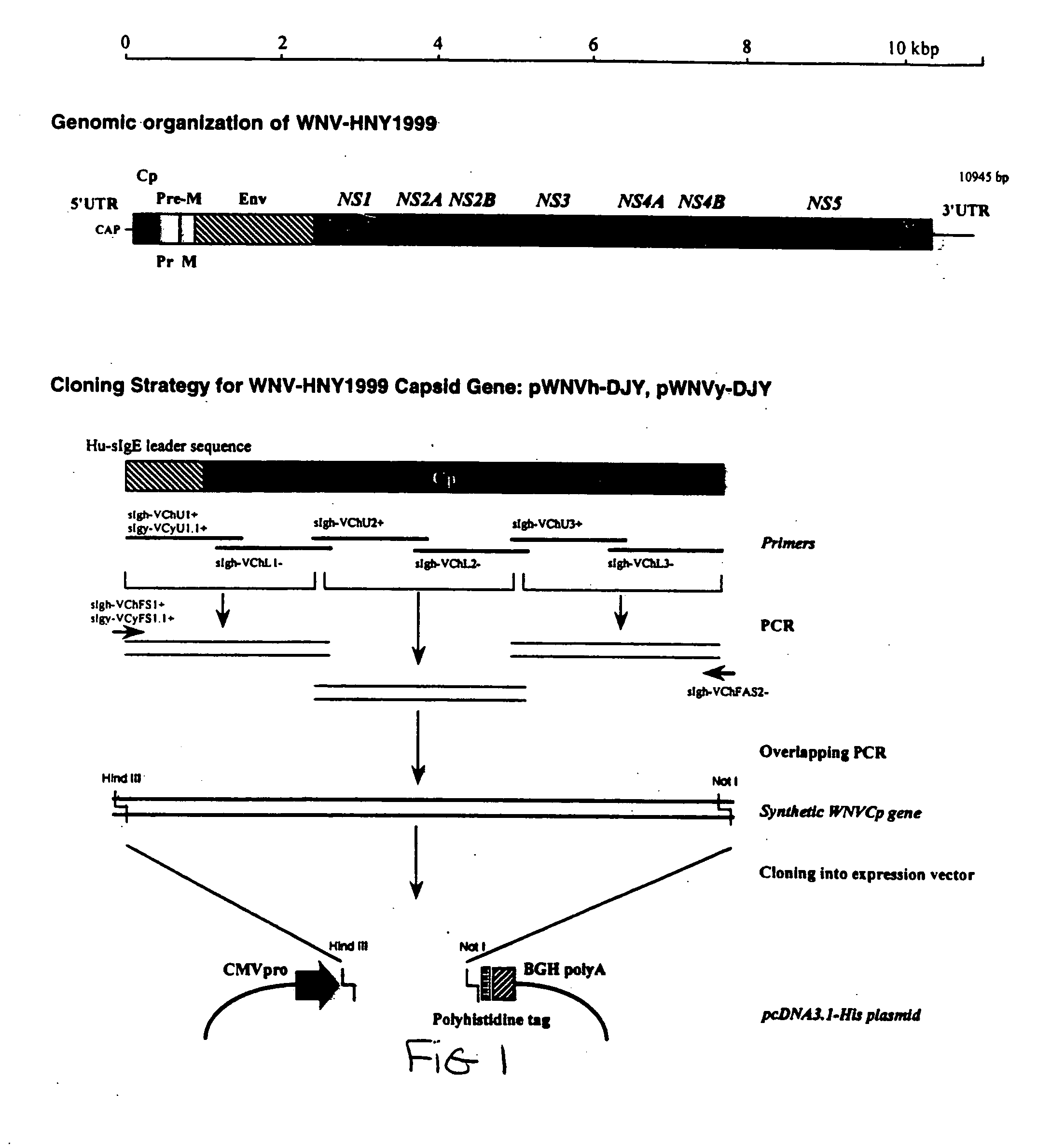 Compositions and methods of using capsid protein from Flaviviruses and Pestiviruses