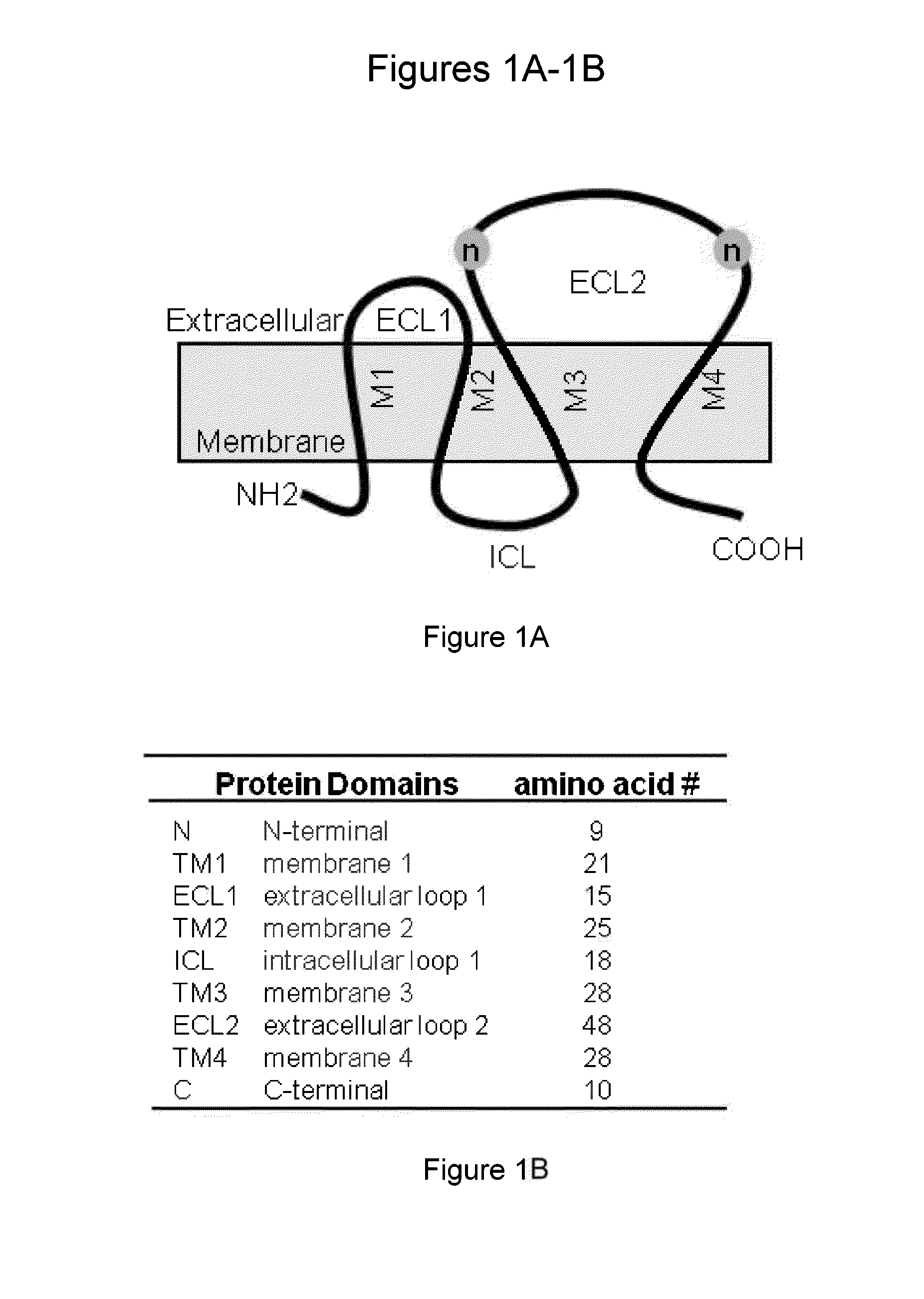 Tm4sf1 binding proteins and methods of using same