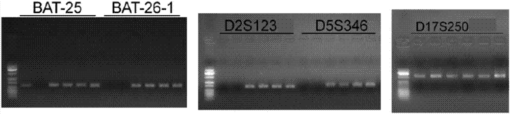 Multiple-fluorescent PCR (polymerase chain reaction) amplification reagent and kit for detecting instability of microsatellite