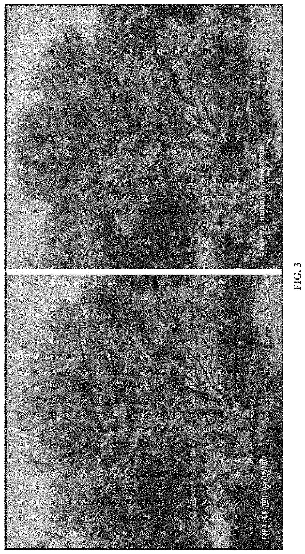Agricultural compositions for use in controlling and/or treating disease of vascular tissue in plants
