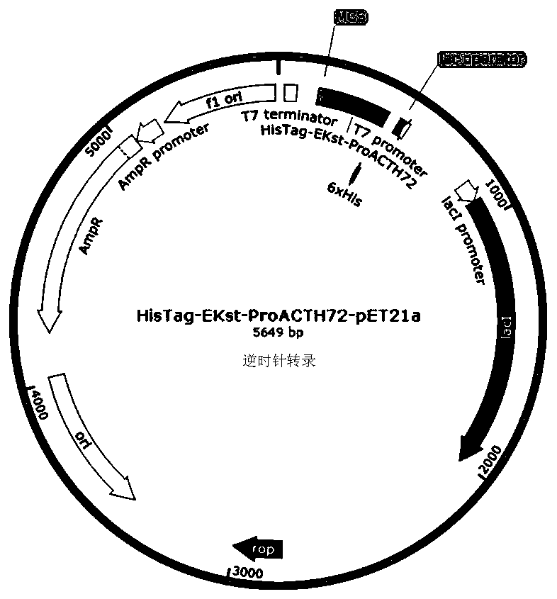 recombinant human corticotropin (ACTH) precursor for improving serum glucocorticoid levels and preparation method