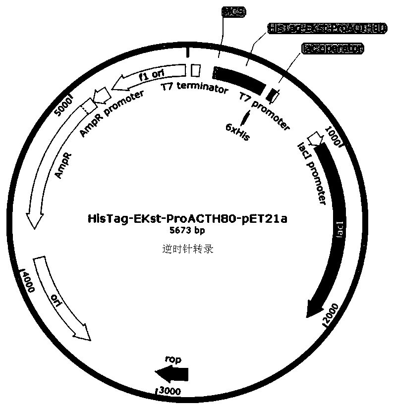 recombinant human corticotropin (ACTH) precursor for improving serum glucocorticoid levels and preparation method