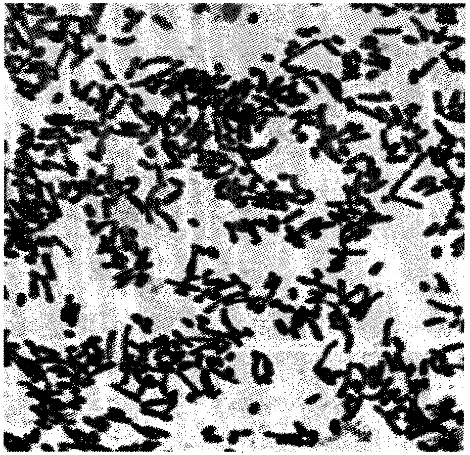 A kind of coenzyme q10 fermentation process and control strategy