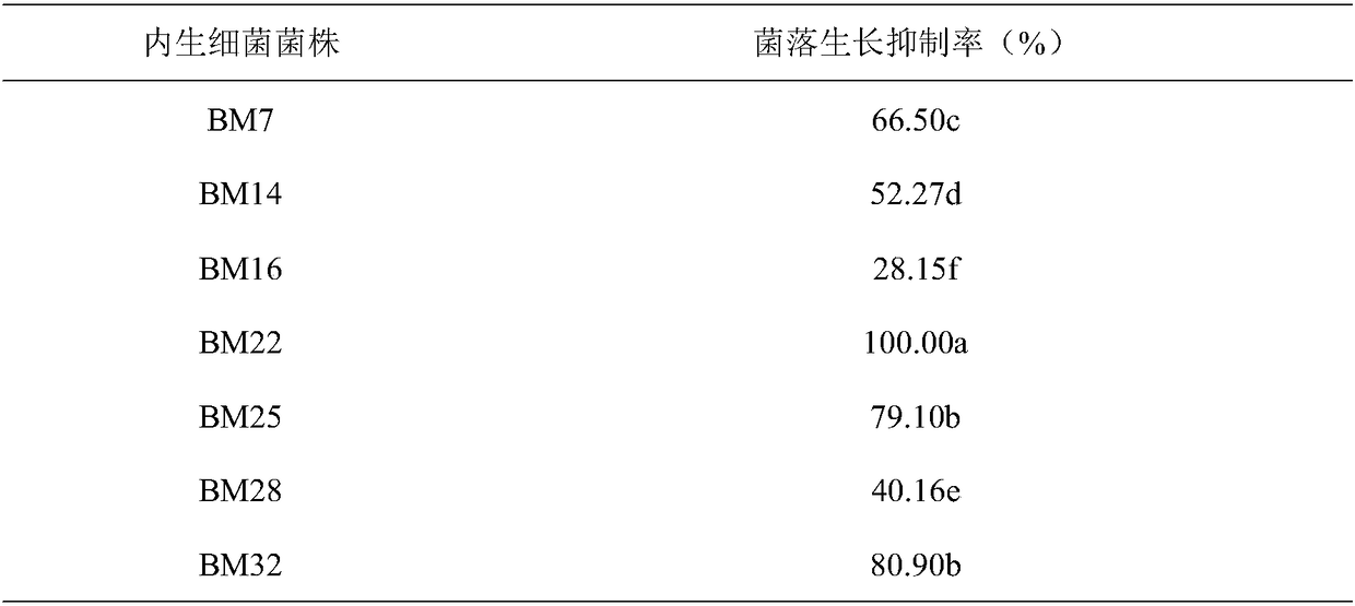 Application of bacillus megaterium BM22 and spore liquid preparation thereof in preventing and treating black root of cyclamen