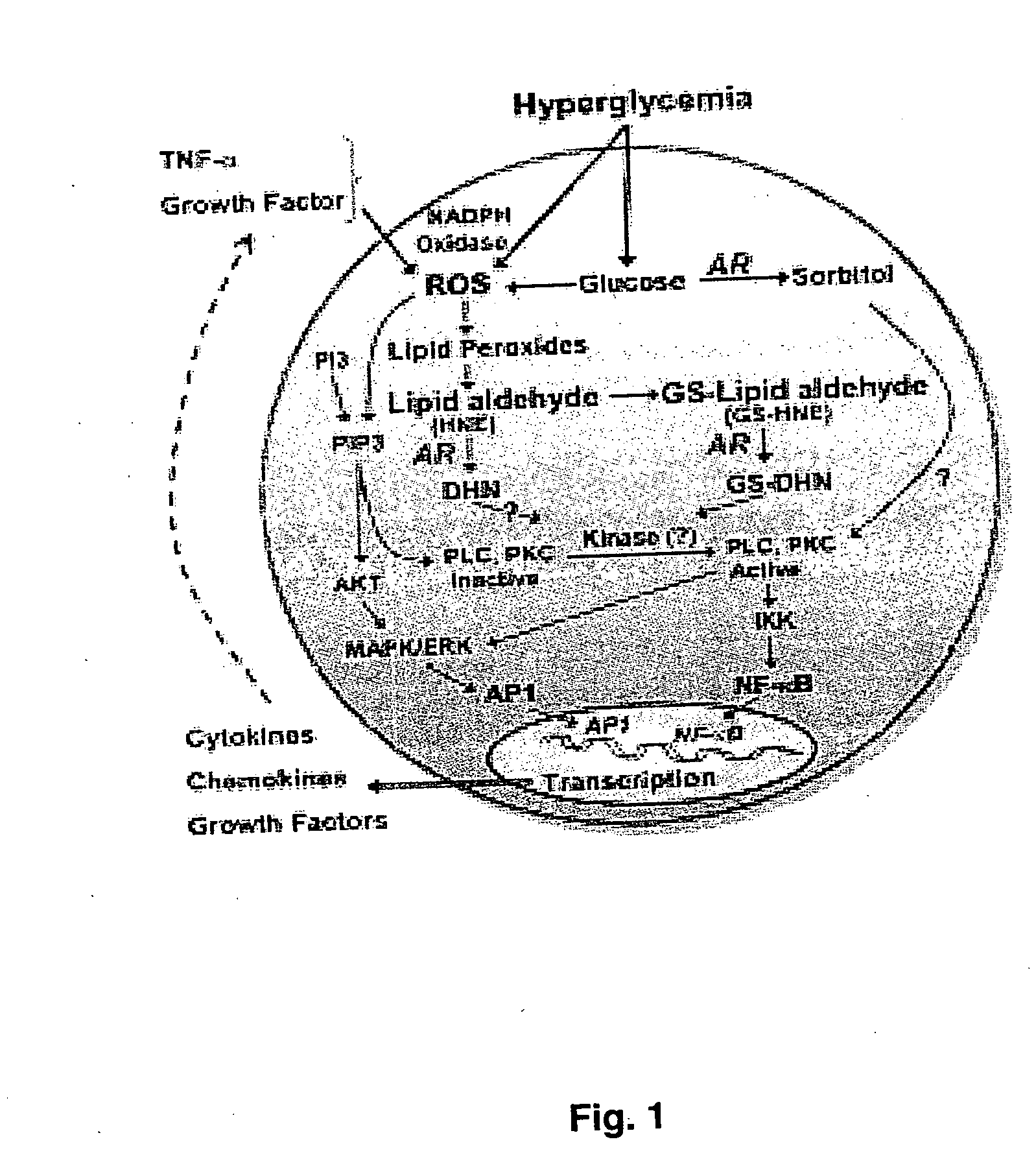 Structural-based inhibitors of the glutathione binding site in aldose reductase, methods of screening therefor and methods of use