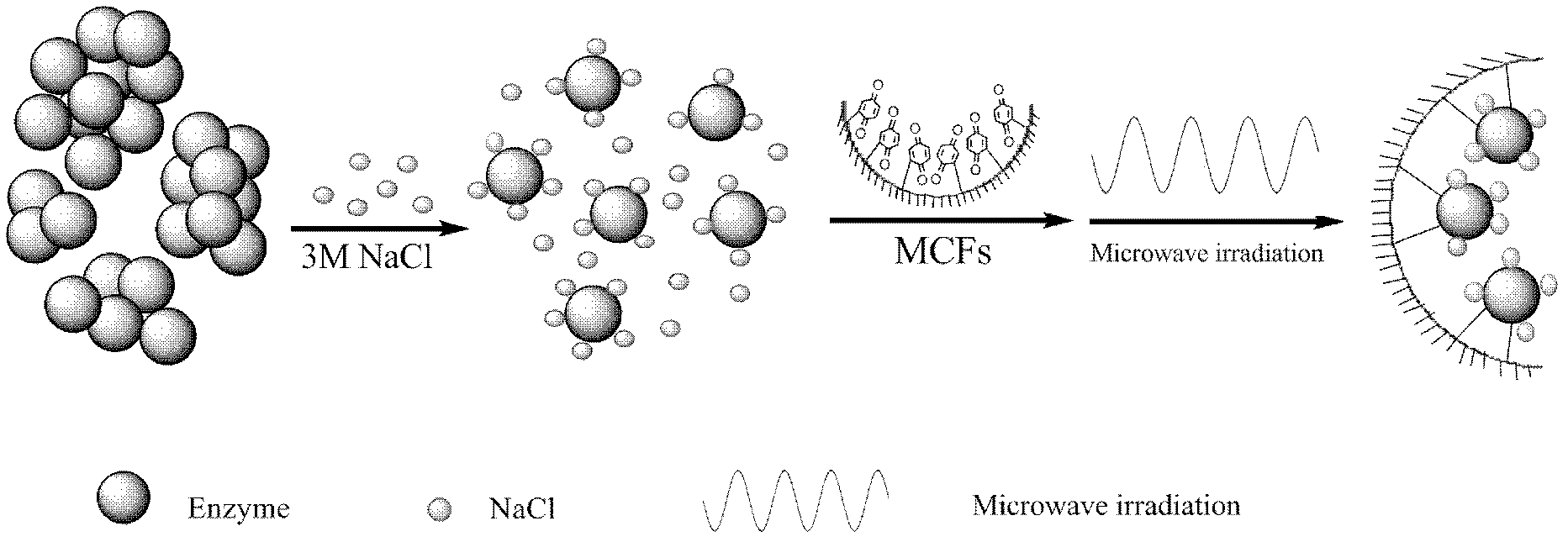 Immobilization method for thermolysin