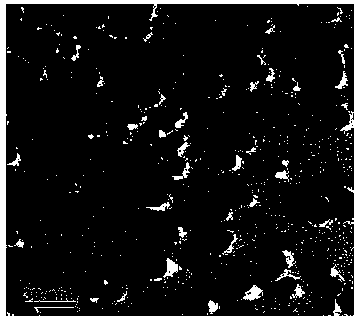 A kind of antibacterial cellulose fiber or product and preparation method thereof