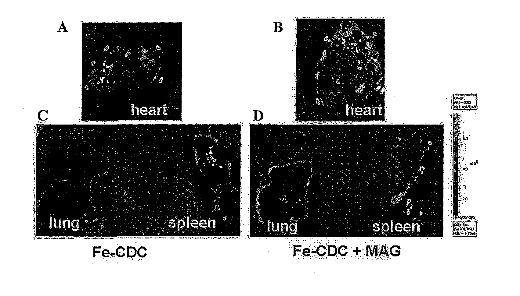 External magnetic force for targeted cell delivery with enhanced cell retention