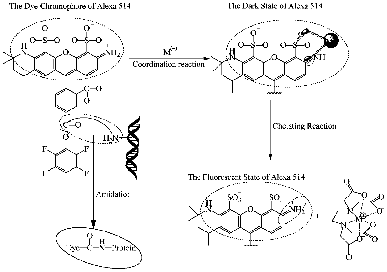 Fluorescence control method for molecular labeling of biological tissues with organic fluorescent dyes