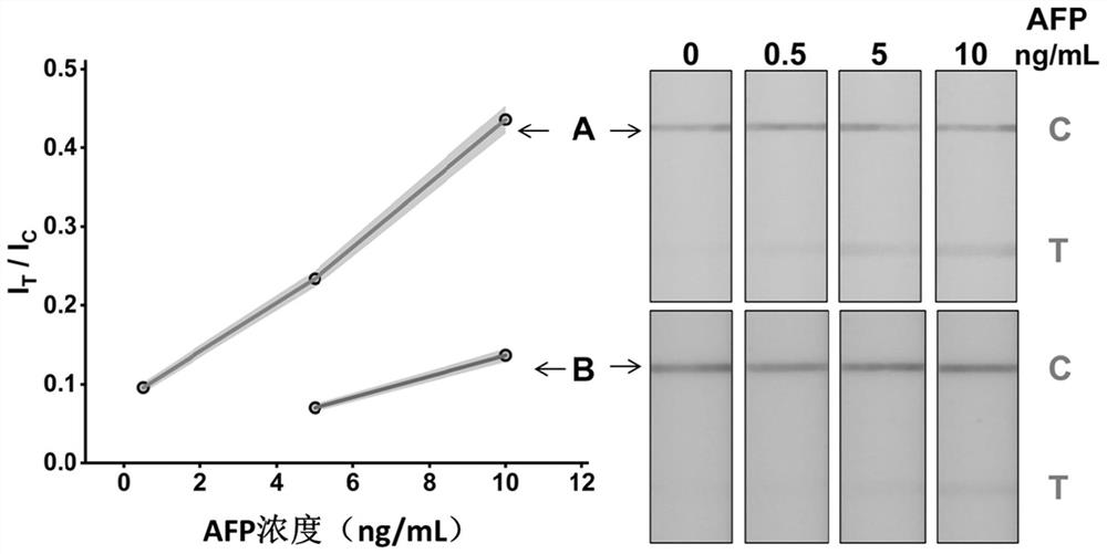 Gold nanoparticles and immunodetection test strip