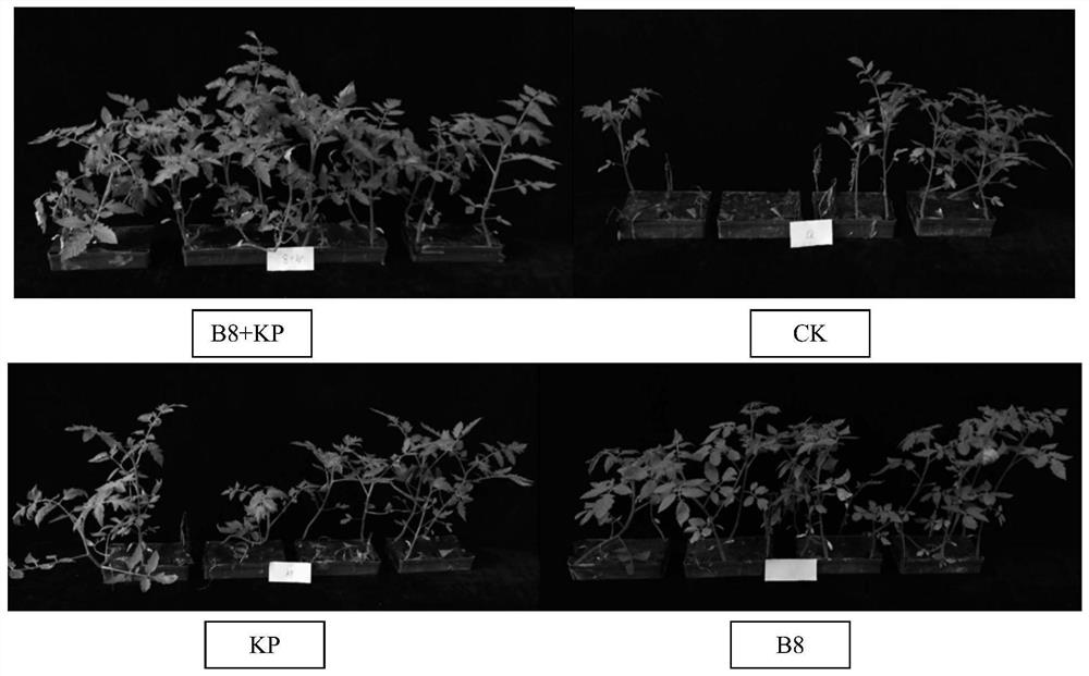 Joint Control of Tomato Bacterial Wilt in Continuous Cropping with Chemical Agents and Biocontrol Microorganisms