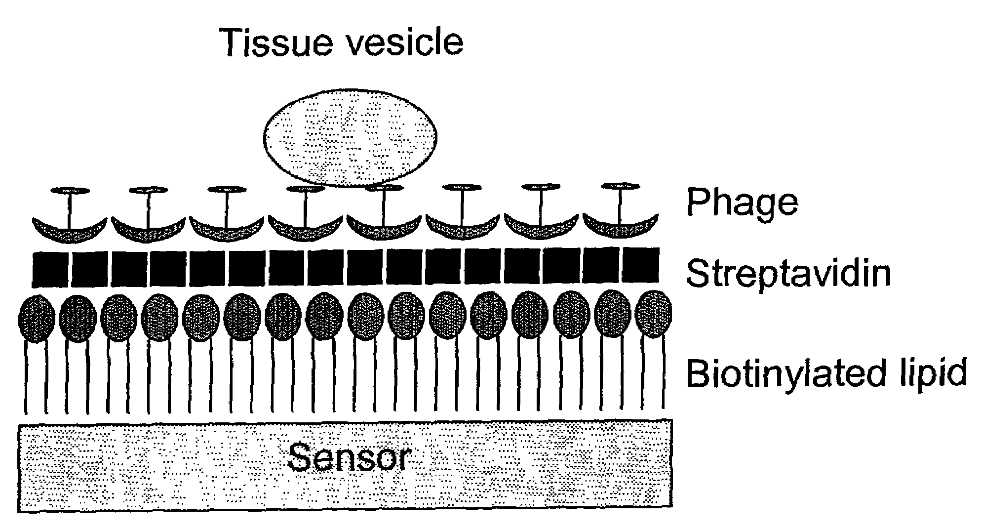 Phage ligand sensor devices and uses thereof