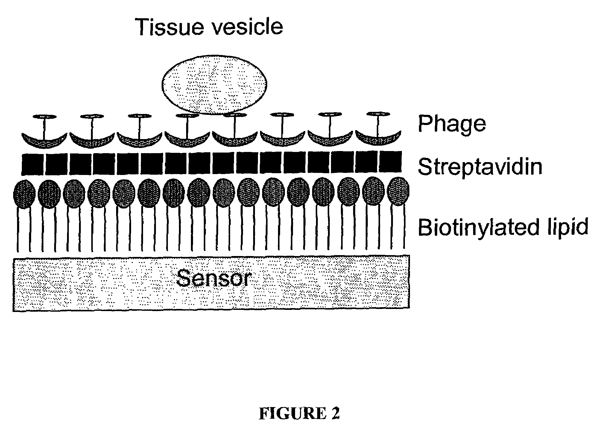 Phage ligand sensor devices and uses thereof