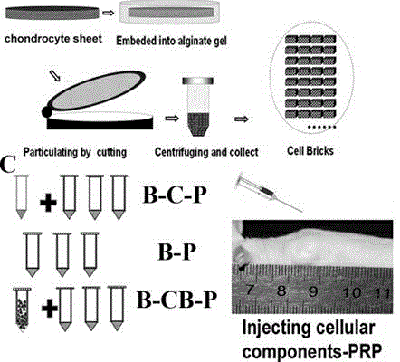 Method for obtaining tissue engineering cartilage through directionally inducing bone-marrow mesenchymal stem cells (BMSCs)