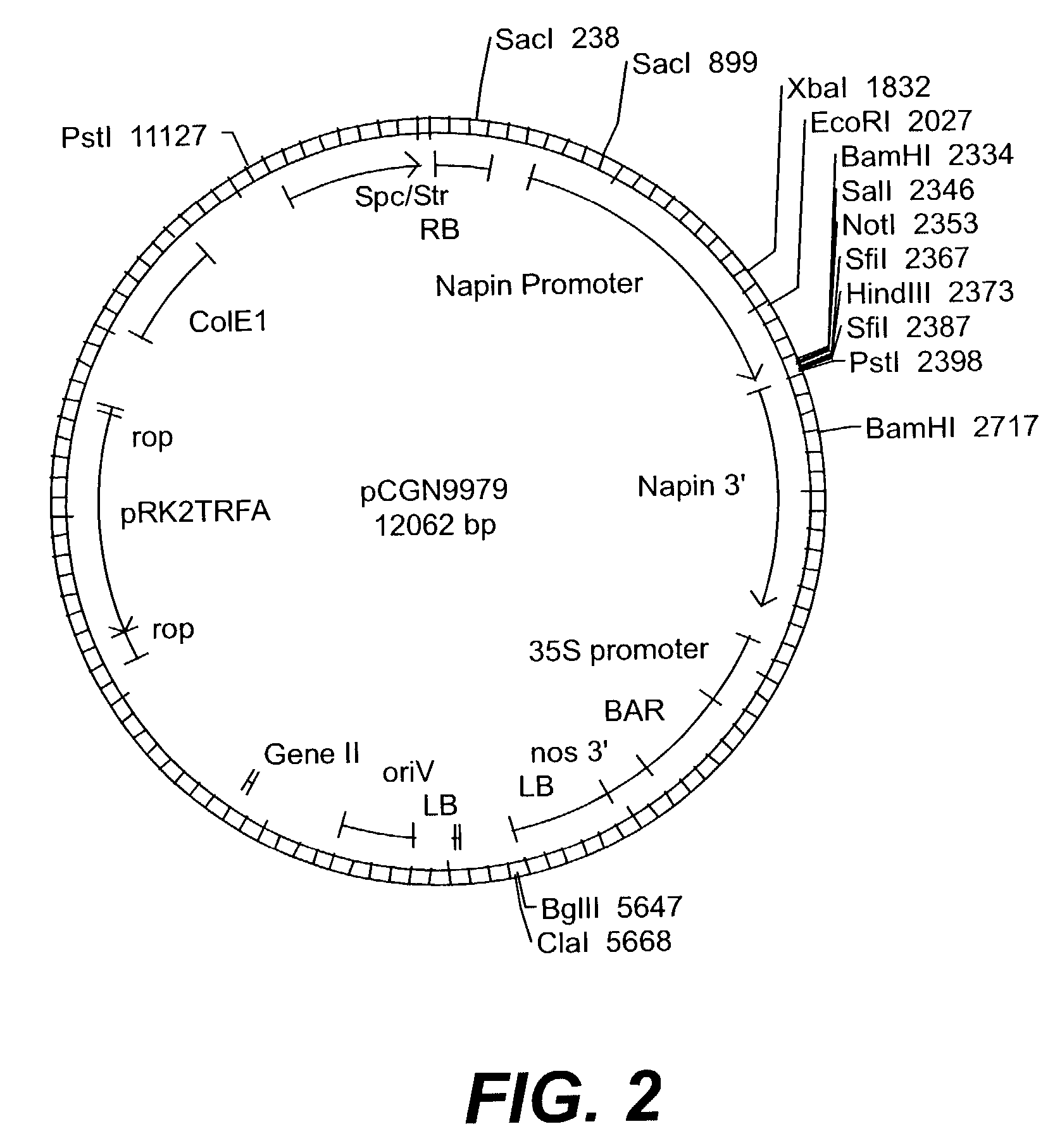 Methyltransferase from cotton and uses thereof