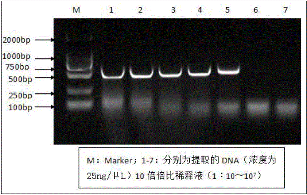 PCR detection kit for specific detection of fowl adenovirus group I and detection method thereof