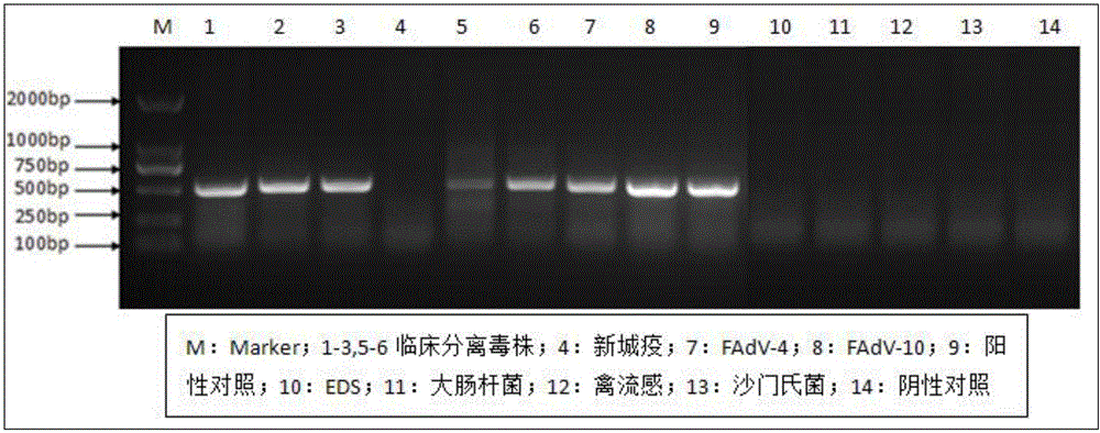 PCR detection kit for specific detection of fowl adenovirus group I and detection method thereof